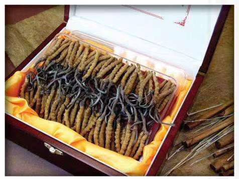 漾濞冬虫夏草回收